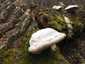 Bükkfa-tapló (Fomes fomentarius), Pilis